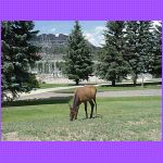 Female Elk - 2.jpg